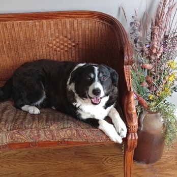 Angel Pet Sitters - Rocky sits on his favorite spot. - Dog Walkers Near Me Angel Pet Sitters - Rocky sits on his favorite spot. - Dog Walkers Near Me
