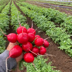 Fat Turnip Farms - Spice up your summer salads and snacks with plump, flavorful radishes.