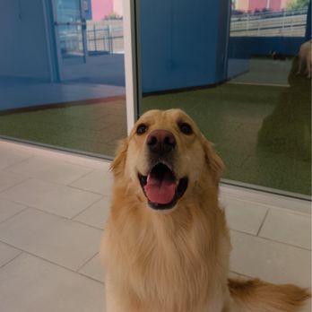 Pawsible - After - Pet Training Near Me - Los Angeles, California Pawsible - After - Pet Training Near Me - Los Angeles, California