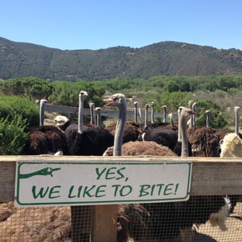 Ostrichland USA - They're hungry! - Attraction Farms Near Me - Solvang, California Ostrichland USA - They're hungry! - Attraction Farms Near Me - Solvang, California