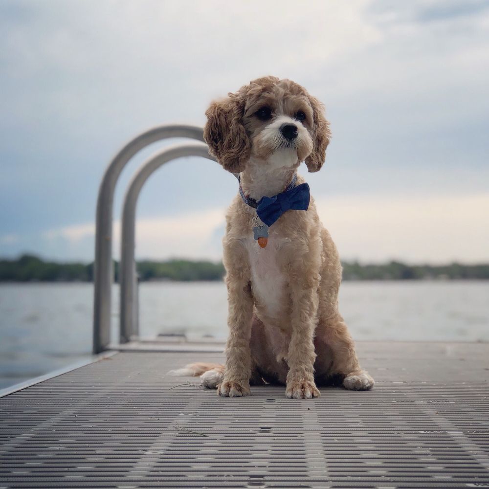 BEST FRIENDS PET GROOMING Updated September 2024 26405 Grace Dr