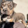 Photo of Positive Pets ATX