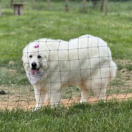 This is Luna my Great Pyrenee guard dog thomasina took good care of her i really recommend Lindas Pet Haven