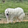 Photo of Pet Haven