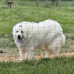 Pet Haven - This is Luna my Great Pyrenee guard dog thomasina took good care of her i really recommend Lindas Pet Haven