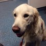 Photo of Pets'n'Vets-East Kilbride