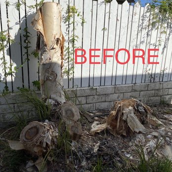 Paez Tree Service - Before and after - Tree Services Near Me - Anaheim, California Paez Tree Service - Before and after - Tree Services Near Me - Anaheim, California