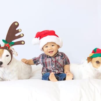 Wendover Terriers - Pet Stores Near Me Wendover Terriers - Pet Stores Near Me