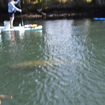 Fun 2 Dive Manatee Tours - Snorkeling Near Me - Crystal River, Florida