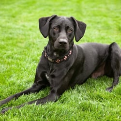 Pound Puppy Rescue - Cooper (aka Chance from the Vineyard Litter 2011)