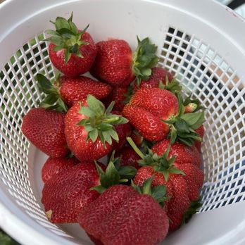 Wegmeyer Farms - Bucket of strawberries - Do-It-Yourself Food Near Me - Hamilton, Virginia