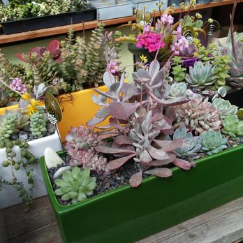 Succulence - Team Building Activities Near Me