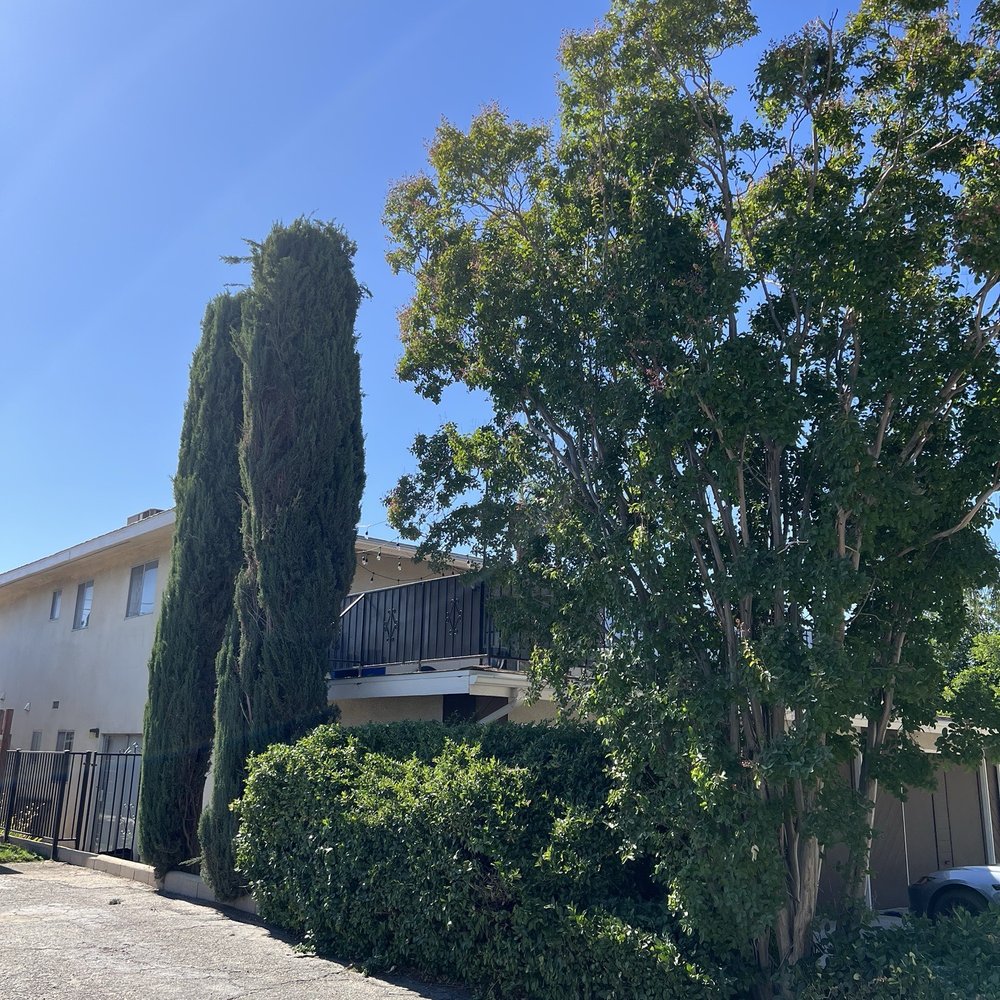 Eco Pro Arbor Care - Cypress topped - Tree Services Near Me
