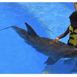 Dream Vacations with K N B - Riviera Maya, Mexico~ Dolphin Cave