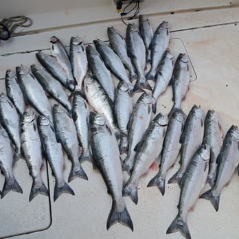 Kingfisher Charters - Tours Near Me - Chicago, Illinois Kingfisher Charters - Tours Near Me - Chicago, Illinois