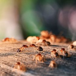 Precision Pest Control