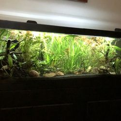 Fishy Business Aquariums & Supplies