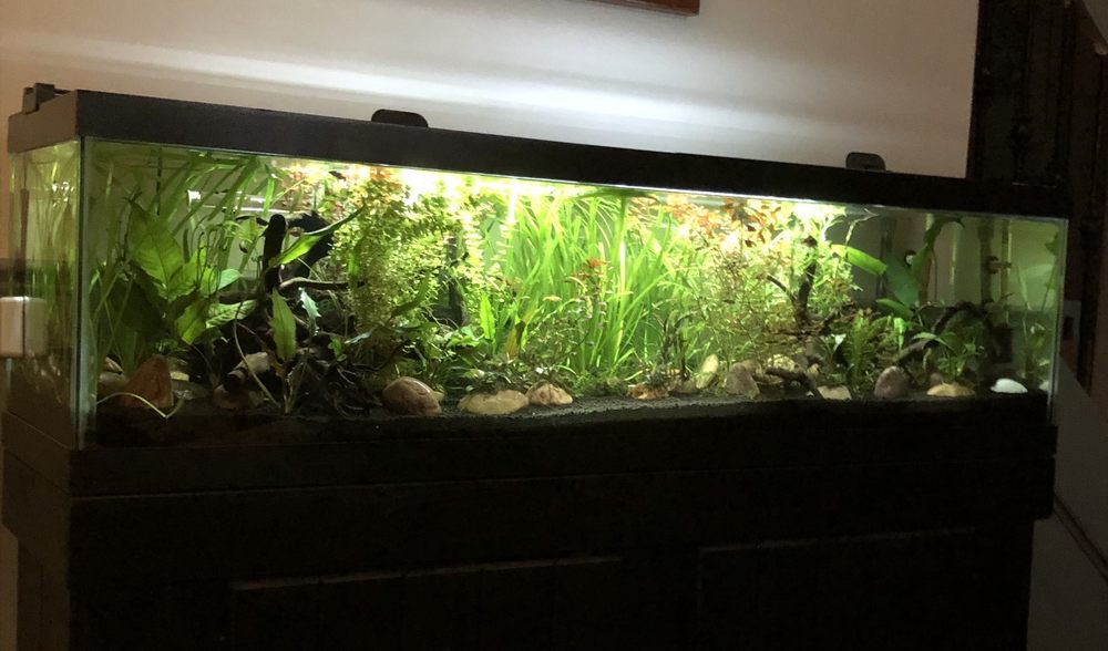 Social spots from Fishy Business Aquariums & Supplies