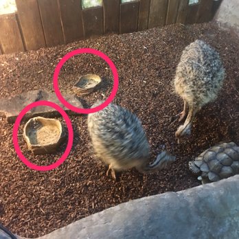 Branson Wild World - The baby emu's were out of food and water. Eating their own feces. - Aquariums Near Me - Branson, Missouri Branson Wild World - The baby emu's were out of food and water. Eating their own feces. - Aquariums Near Me - Branson, Missouri