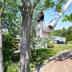 All Pro Able Tree Service