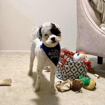 Tails Up, Pup - Pet Stores Near Me - Marietta, Georgia Tails Up, Pup - Pet Stores Near Me - Marietta, Georgia