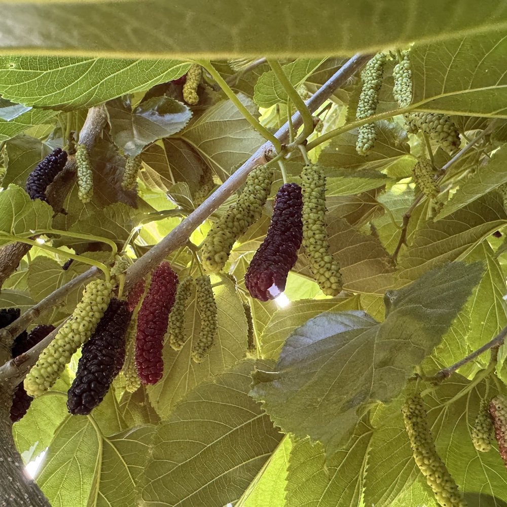 Very Mulberry - Pick Your Own Farms Near Me - Brentwood, California Very Mulberry - Pick Your Own Farms Near Me - Brentwood, California