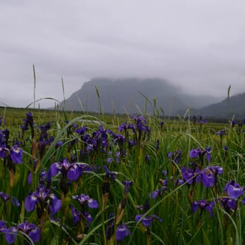 Alaska Ultimate Safaris - Wild iris - Aerial Tours Near Me - Homer, Alaska Alaska Ultimate Safaris - Wild iris - Aerial Tours Near Me - Homer, Alaska