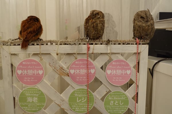 Owl Cafe Tokyo by null