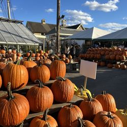 Wilson Farm - Pumpkin Market