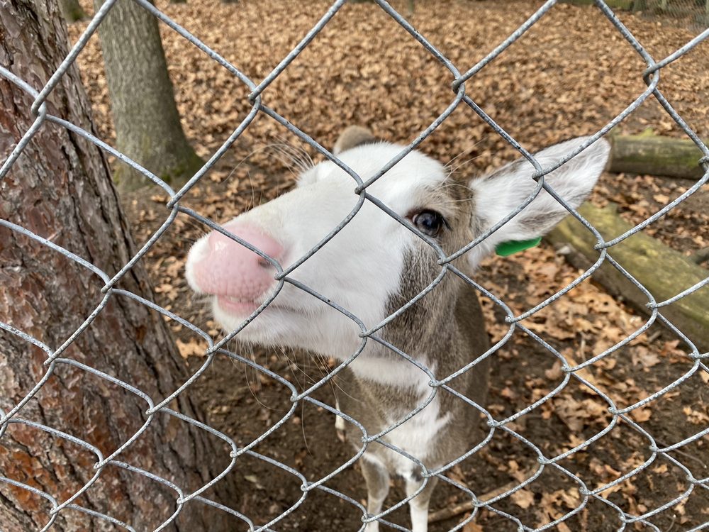 MARTY’S CHRISTMAS TREES AND WREATHS AND MORE 3768 E Broadway Ave