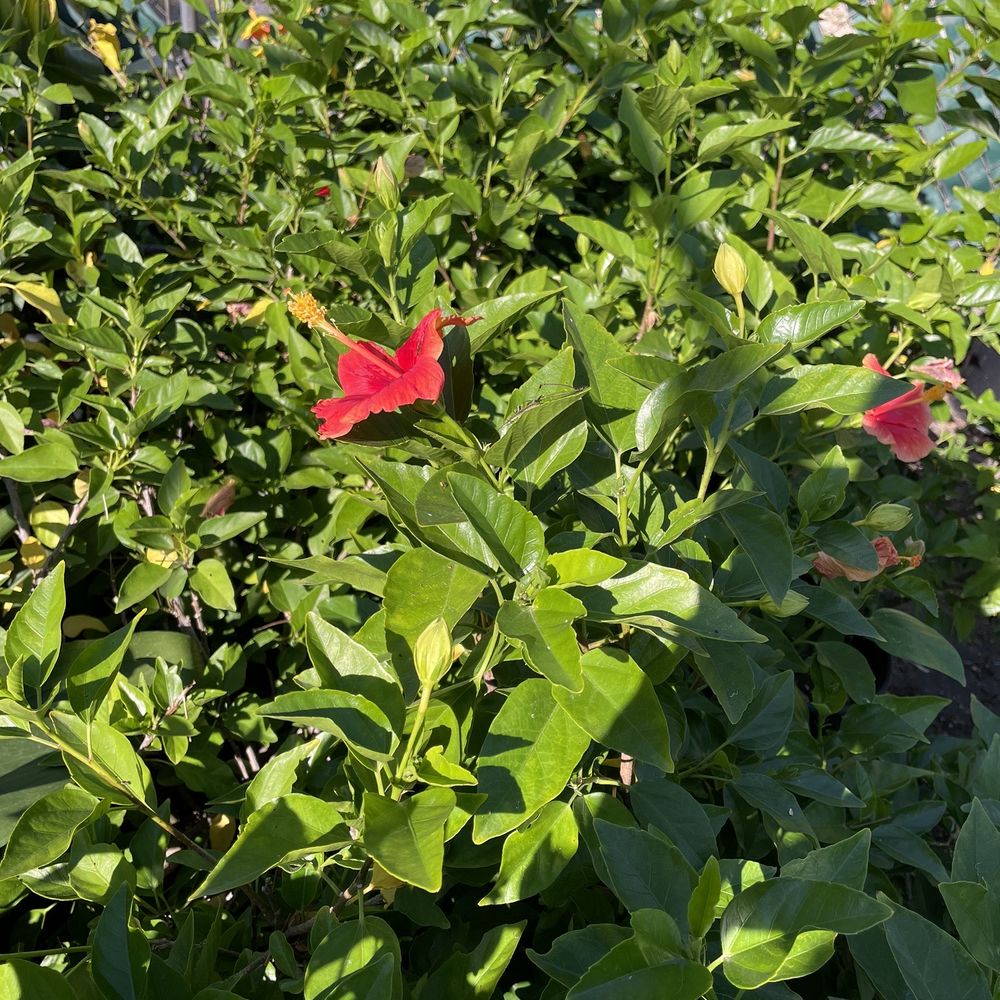 The Standard Design Group Nurseries - Hibiscus - Nurseries & Gardening Near Me - North Hollywood, California