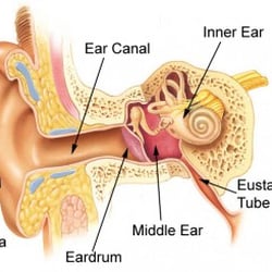 Wilshire Surgery Center - Otology