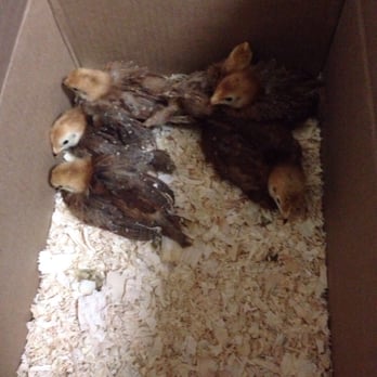 Chickens Galore - Babies :) - Pet Stores Near Me - Norco, California Chickens Galore - Babies :) - Pet Stores Near Me - Norco, California
