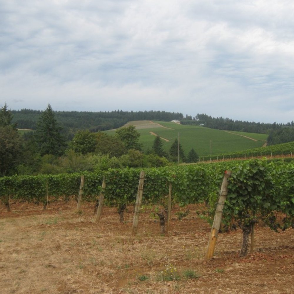 Maresh Vineyard and Winery - vineyard - Wine Tasting Room Near Me - Dundee, Oregon Maresh Vineyard and Winery - vineyard - Wine Tasting Room Near Me - Dundee, Oregon