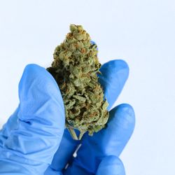 Apothecary Farms - Pueblo - Strawguava