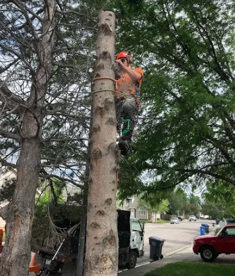 Tree Trimming - Enhance the health, structure, and beauty of your trees with expert pruning services. Our certified arborists carefully assess each tree to remove dead, diseased, or overgrown branches, promoting stronger growth and reducing the risk of storm damage. Pruning not only improves appearance but also helps trees thrive by increasing airflow and light penetration.