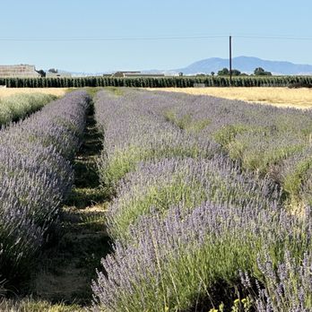 Araceli Farms - Attraction Farms Near Me - Dixon, California Araceli Farms - Attraction Farms Near Me - Dixon, California