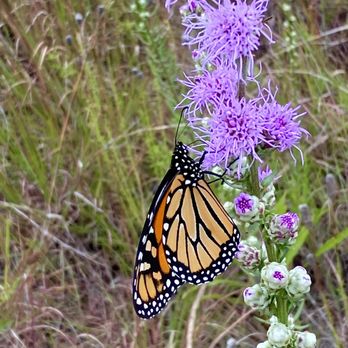 Rainbow Beach Dunes Natural Area - Rainbow Beach Natural Area is stop for migratory butterflies and birds. - Parks Near Me - Chicago, Illinois Rainbow Beach Dunes Natural Area - Rainbow Beach Natural Area is stop for migratory butterflies and birds. - Parks Near Me - Chicago, Illinois