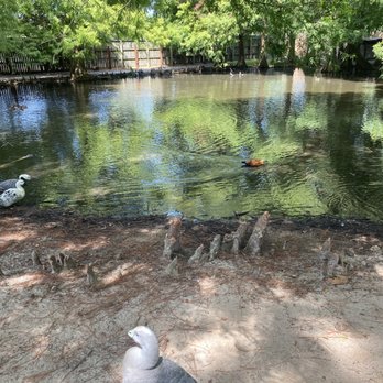Gulf Breeze Zoo - Ducks - Zoos Near Me - Gulf Breeze, Florida Gulf Breeze Zoo - Ducks - Zoos Near Me - Gulf Breeze, Florida