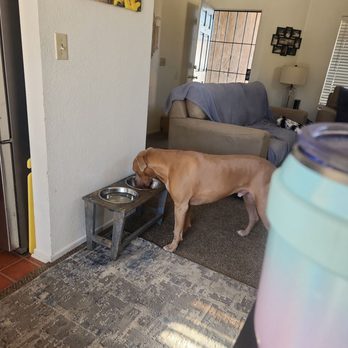 All Paws Animal Clinic - Rome - Veterinarians Near Me - Hesperia, California All Paws Animal Clinic - Rome - Veterinarians Near Me - Hesperia, California