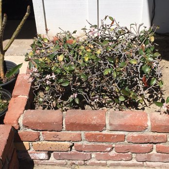 Supreme Tree Experts - This is what was left. - Tree Services Near Me - Santa Ana, California Supreme Tree Experts - This is what was left. - Tree Services Near Me - Santa Ana, California