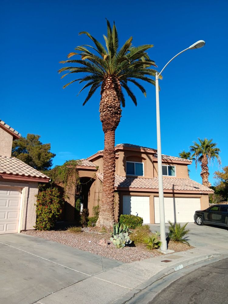 Green Horizon Tree And Landscape - tree service in Las Vegas, NV