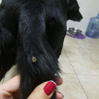 Silverhawk Luxury Apartments - 2 weeks later!!!!! Still finding ticks everywhere!!!!! - Apartments Near Me - La Quinta, California Silverhawk Luxury Apartments - 2 weeks later!!!!! Still finding ticks everywhere!!!!! - Apartments Near Me - La Quinta, California