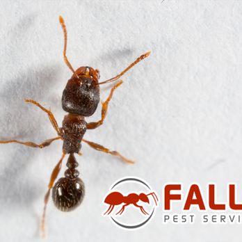 Falls Pest Services - Pest Control Near Me - Idaho Falls, Idaho Falls Pest Services - Pest Control Near Me - Idaho Falls, Idaho