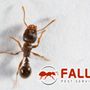 Photo of Falls Pest Services
