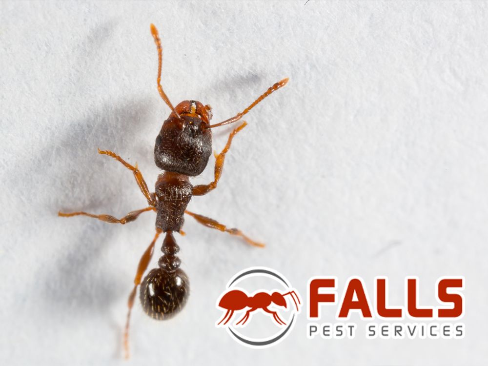 FALLS PEST SERVICES Updated August 2024 1440 Houston St, Idaho