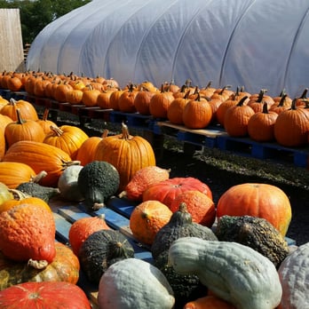 Demarest Farm - Pumpkins - Farmers Market Near Me - Hillsdale, New Jersey Demarest Farm - Pumpkins - Farmers Market Near Me - Hillsdale, New Jersey