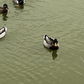 Cox Arboretum MetroPark - More mallards - Parks Near Me - Dayton, Ohio Cox Arboretum MetroPark - More mallards - Parks Near Me - Dayton, Ohio