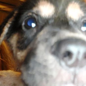 Houston SPCA - No wet nose never had a runny nose only during stressful commute going back and forth to spca and hot and panting. Thats how dogs sweat. - Animal Shelters Near Me - Houston, Texas