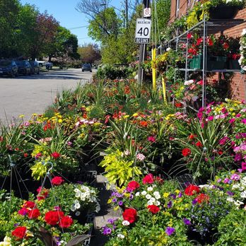 Ashbourne Flowers and Gifts - Garden flowers and hanging baskets. - Flowers & Gifts Near Me - Toronto, Ontario
